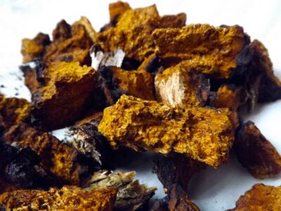 How Chaga Mushroom Can Help You Be Healthy Image